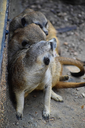 meerkats, animals, mammals, zoo, wild, wildlife, wildlife Photography, suricate, animal World, nature, mating Season