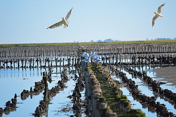 gabbiani, mare, marea, costa del mare del nord, mare del Nord, acqua, paesaggio, estate, watt, riflusso, mare di wadden