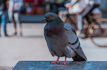 pigeon, city, dove, bird, animal, plumage, feather, pigeons, foraging, urban, beak