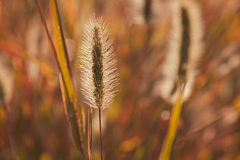 stem, grasses, blade Of Grass, sommer, nahaufnahme, bokeh, hintergrund, hintergrundbild, fotos, natur, schöne Natur