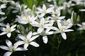 star Of Bethlehem, flower Wallpaper, flowers, plants, white Flowers, petals, bud, beautiful Flowers, flower Background, blossom, flora