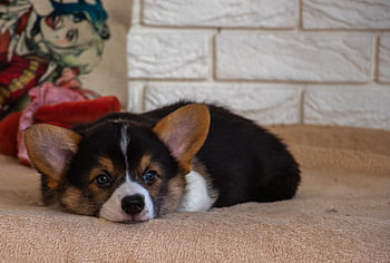 코기, 웨일스 어 corgi pembroke, 귀, 개, 강아지, 착한 애, 동물, 귀엽다, 개의, 홀딱 반할 만한, 이상한