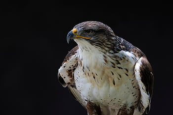 falcon, bird, bird Of Prey, kestrel, raptor, animal, nature, wildlife