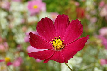 宇宙、 花、 赤、 ガーデンコスモス、 フローラ、 工場、 観賞用植物、 自然、 cosmos bipinnatus、 咲く、 庭園