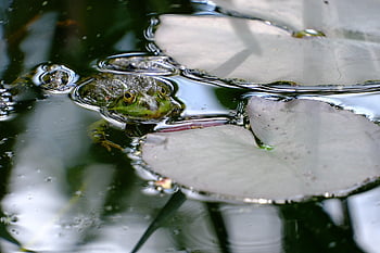 animal, la grenouille, amphibie, espèce, faune, habitat, la nature, vert, eau, les yeux, étang