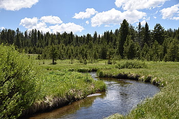 Yellowstone, fiume, alberi, natura, prato, foresta, natura selvaggia, riflessione, acqua, all'aperto, panoramico