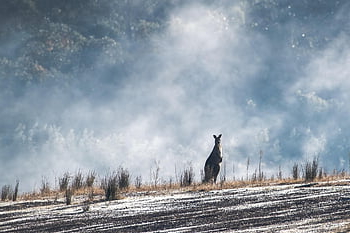 východní šedá klokan, australský, Austrálie, volně žijících živočichů, rodák, Příroda, vačnatec, makropod, savec, svítání, mráz