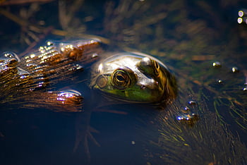 Amphibie, Frosch, Tier, Tierwelt, Sumpf, Feuchtgebiet, Natur, Grün