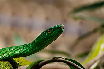 line, tree Snake, green, dandruff, reptile, terrarium, dangerous, wildlife, animal, poisonous, creature