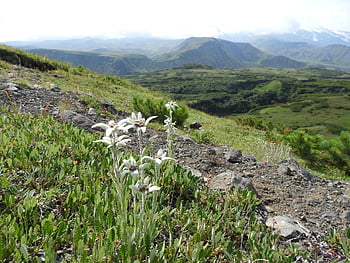 protěž, květiny, hory, údolí, kamchatka