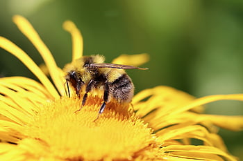 bombo, insetto, imenotteri, Alan, Inula, nettare, impollinazione, fiorire, fioritura, giallo, erba