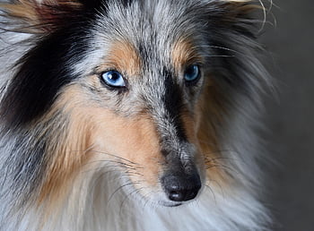 dog, female Dog, blue Eye Dog, portrait, next To Dog, shetland Sheepdog Female, bitch Nobility, color Blue Merle, dog Pure Breed, nature, pet