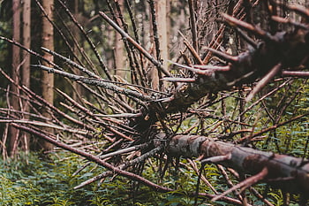 brown tree branches, fallen tree, sharp branches, dense forest, greenery, close-up, nature, woodland, outdoor, natural, environment