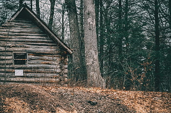 rustic log cabin, dense forest, peaceful rural setting, hidden cabin, log cabin, forest trees, rural scene, natural setting, cabin in woods, rustic setting, secluded cabin