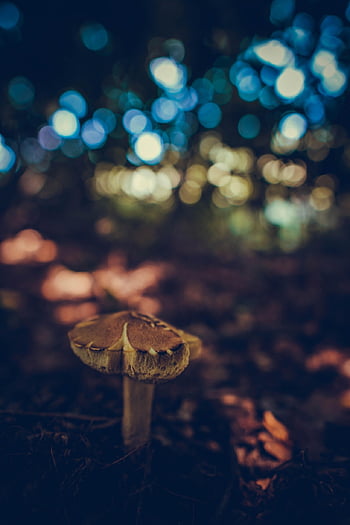 Grzyb, grzyby, gąbka, jadalny, las, Natura, jesień, kapelusz, mech, trawa, pora roku