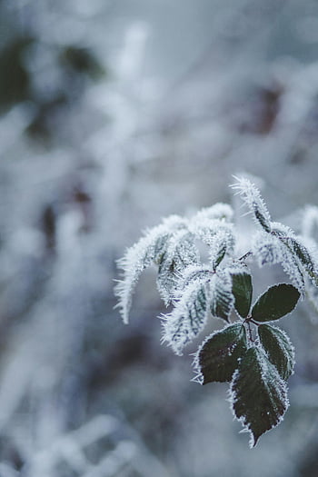 frost-covered leaves, shallow focus photography, winter scene, ice crystals, close-up photography, frosted plant, winter foliage, frosty leaves, nature photography, winter nature, frost details