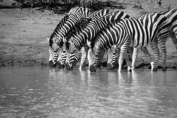 zebra, drinking, water, nature