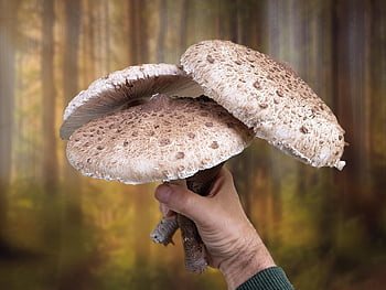 houby, houba, slunečník houba, les, houbaření, jedlý, sbírat, sbírka, podzim, čepice, Příroda
