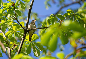 usignolo, uccello, ramo, arroccato, animale, natura, piume, cantando, albero, birdwatching, avvicinamento