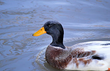 gråand, fugl, anas platyrhynchos, dyr, fjer, fjerdragt, næb, vandfugle, natur, dyreliv, Fuglekiggeri
