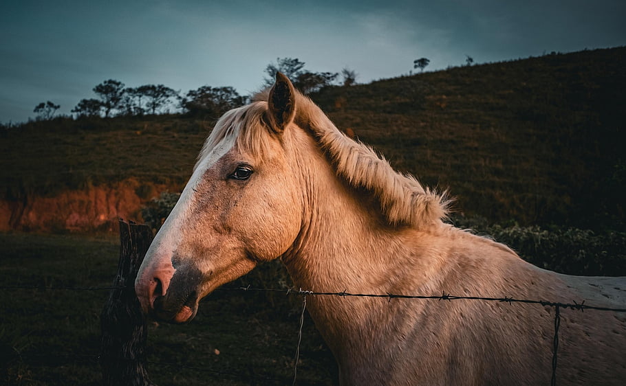 horse, farm, twilight, animal, nature