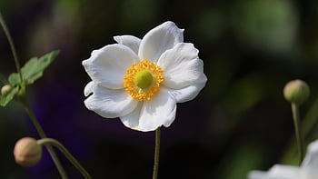 flower, summer, nature, garden, wildflower, flower Background, flower Wallpaper, beautiful Flowers, mohngewaechs