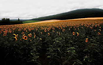 sunflower, flowers, field, yellow Flowers, bloom, beautiful Flowers, leaves, flower Wallpaper, plants, sunflower Field, flower Background