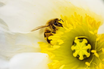 bee on flower, honey bee, collecting pollen, vibrant yellow flower, close-up, bee illustration, flower illustration, nature photography, bee photography, pollination, macro photography