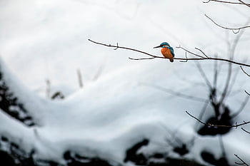 uccello, martin pescatore, ornitologia, specie, fauna, aviaria, animale, natura, alcedo atthis, martin pescatore comune, becco