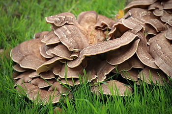 mushrooms, giant Lingzhi, tree Mushroom, saprobiont, meripilus Giants, decomposition, fruiting Bodies, mushroom Discs, mushroom Species, nature, grass