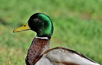 duck, mallard, bird, water Bird, poultry, wild Bird, animal, wildlife, nature