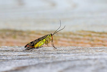 scorpion Fly, panorpa Communis, insect, winged Insect, wings, nature, hymenoptera, entomology, wildlife, leaf, macro