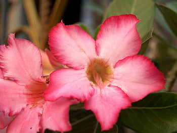 Adenium flowers, pink flowers, macro photo, vibrant pink, delicate petals, close-up flowers, full bloom, Adenium blooms, pink Adenium, flower photography, floral close-up