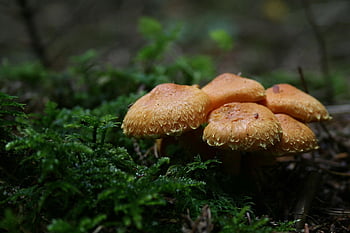armillaria mellea, houby, les, mech, Příroda, mykologie, růst