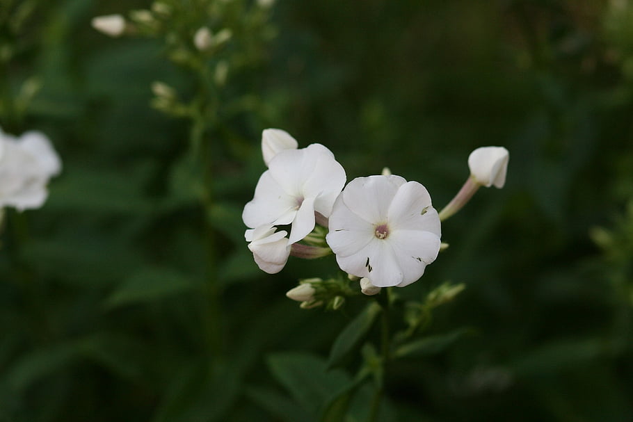 flowers, petals, buds, leaves, flower Background, foliage, bush, blossom, flower Wallpaper, beautiful Flowers, bloom