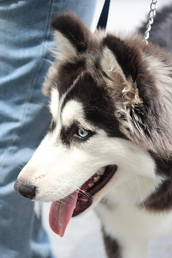 beautiful Eyes, siberian Husky, dog Portrait, gray Fur, husky, dog, portrait, animal, pet, siberian, domestic