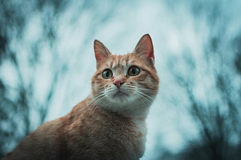 orange tabby cat, selective focus photography, ginger tabby cat, outdoors Lalín, captivating gaze, pet portrait, adorable cat, outdoor cat, tabby cat portrait, cat photography, selective focus cat