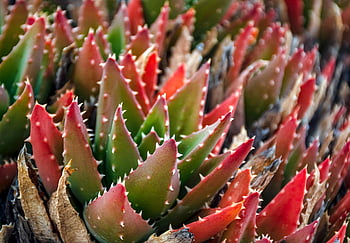 cactus, succulent, desert, drought, prickly, succulents, plants, flora, botany, growth, decoration