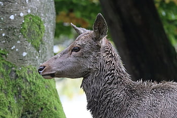 roe Deer, red Deer, fawn, mammal, fallow Deer, wild, nature, forest, animal, wild Animal, hirsch