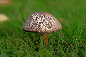 champignon, Birk Bolete, birk champignon, Scaber Stilk, græs, natur, tæt på, efterårsvamp, skærm svampe, Svampearter