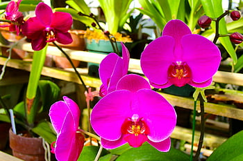 orchideje růžové můry, Vibrující růžová falaenopsis, plný květ, svěží skleník, růžové orchideje, Phalaenopsis orchideje, Nastavení skleníku, růžové květy, Květy orchidejí, pokojové rostliny, květinový displej