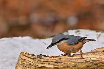bird, nuthatch, tree, bird Watching, feeding Place, ornithology, park, nature, winter