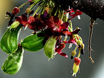 bilimbi, flowers, fruits, plant, averrhoa Bilimbi, petals, bloom, flora, flower Wallpaper, flower Background, beautiful Flowers