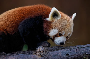 red Panda, panda, animal, nature, mammal, species, fauna, wildlife, whiskers, ailuridae, endangered