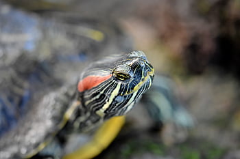 カメ、 ウミガメ、 爬虫類、 亀頭、 眼、 トロピカル、 自然、 装甲、 動物
