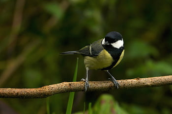 bird, animal, feathers, plumage, great Tit Parus Major, parus Major, beak, nature, wildlife, avian, tree