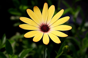 sedmikráska, květ, rostlina, okvětní lístky, krásné květiny, žlutý květ, africké sedmikrásky, květinové tapety, osteospermum, Gazania, květinové pozadí