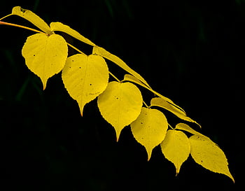 gelbe Blätter, schwarzer Hintergrund, Herbstblätter, leuchtendes gelb, Nahansicht, dunkler Hintergrund, Kontrastierer Hintergrund, Herbstlaub, Blattdetail, Naturfotografie, saisonale Veränderung
