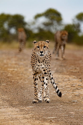 ghepardo, animale, safari, Ghepardo sudafricano, mammifero, grande gatto, animale selvaggio, predatore, natura, fauna, natura selvaggia