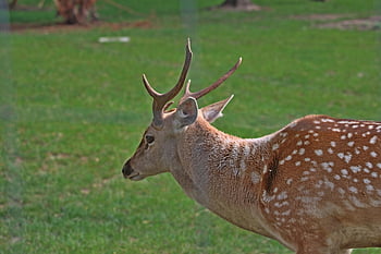 daniel, szarvak, szarvasbika, állat, emlős, természet, faj, fauna